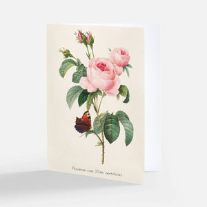 Redoute Rose Greeting Card - Provence Rose