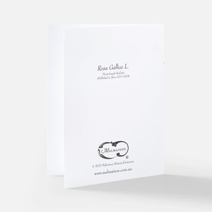 Redoute Rose Greeting Card - Rosa Gallica