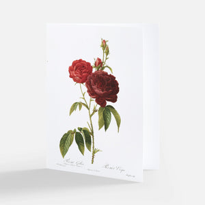 Redoute Rose Greeting Card - Rosa Gallica