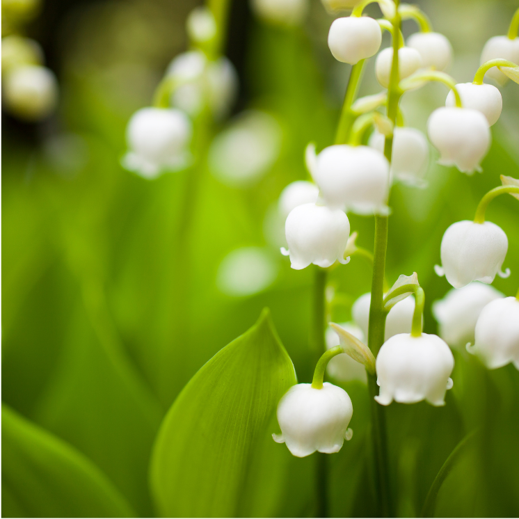 La Fête du Muguet