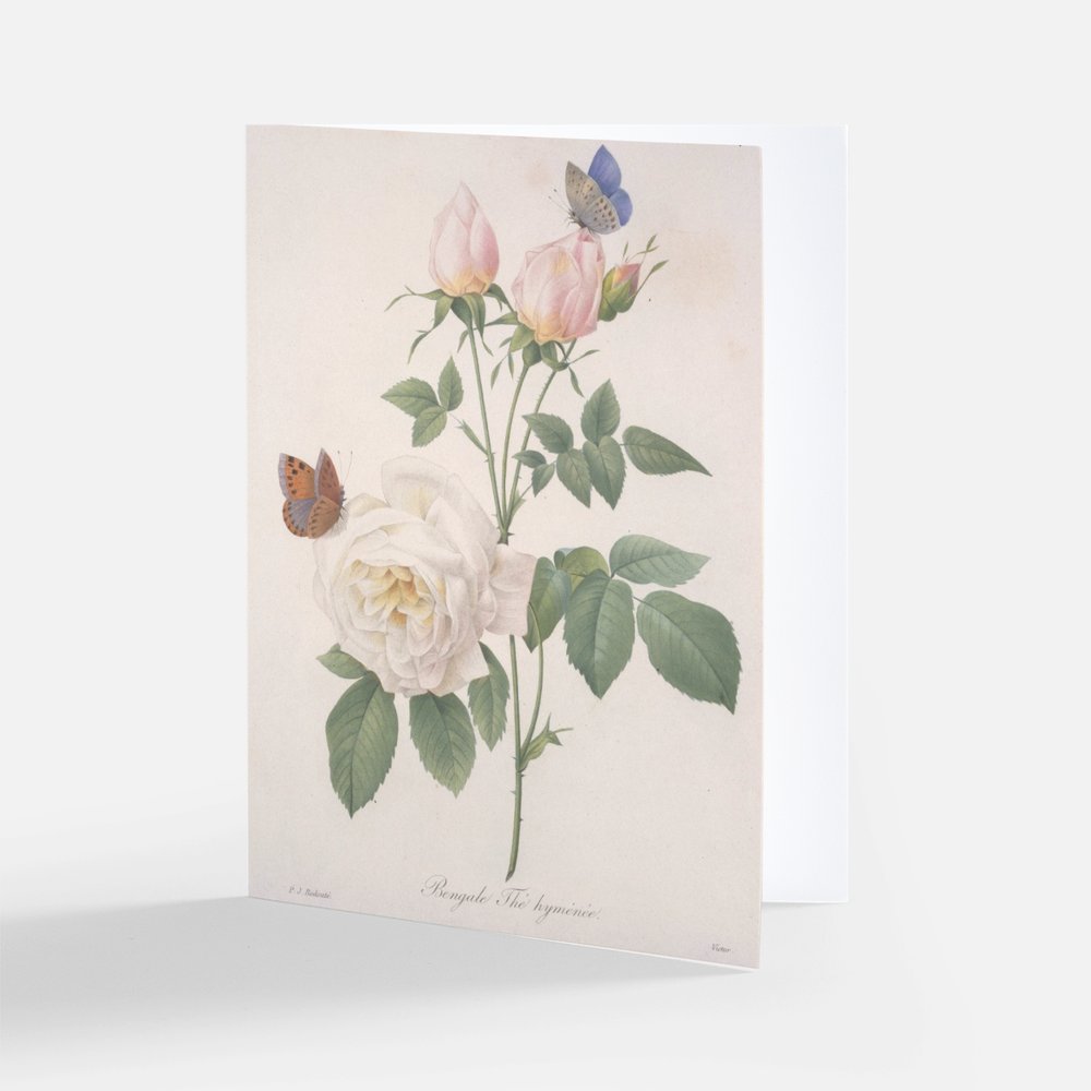 Redoute Botanical illustration of flowers and butterflies on a beige background