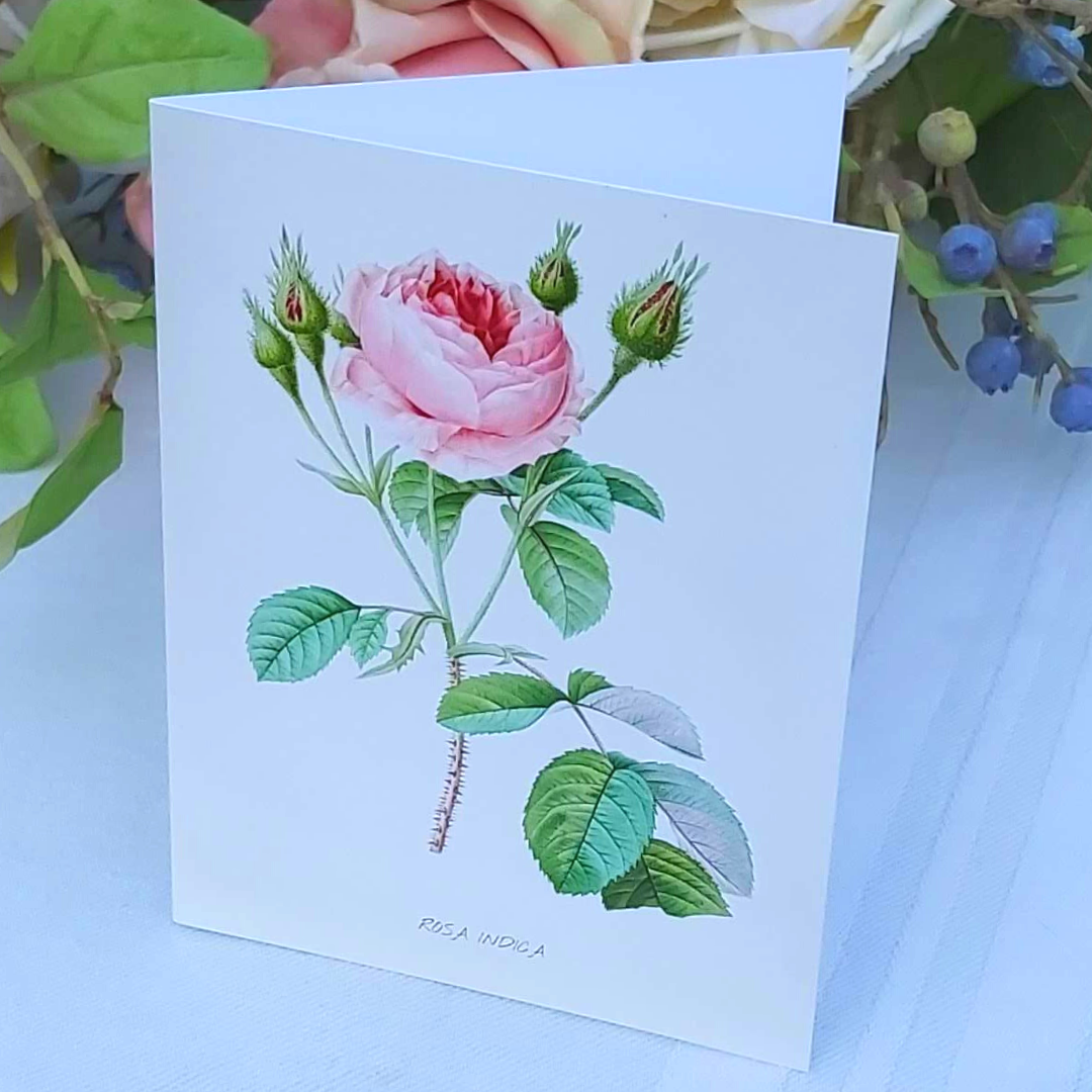 Redoute Rose Greeting Card - Rosa Indiga