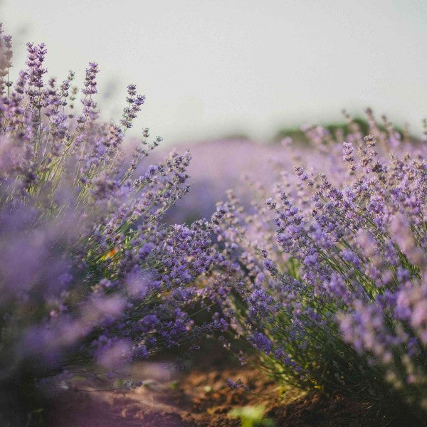 Durance Lavender Candle
