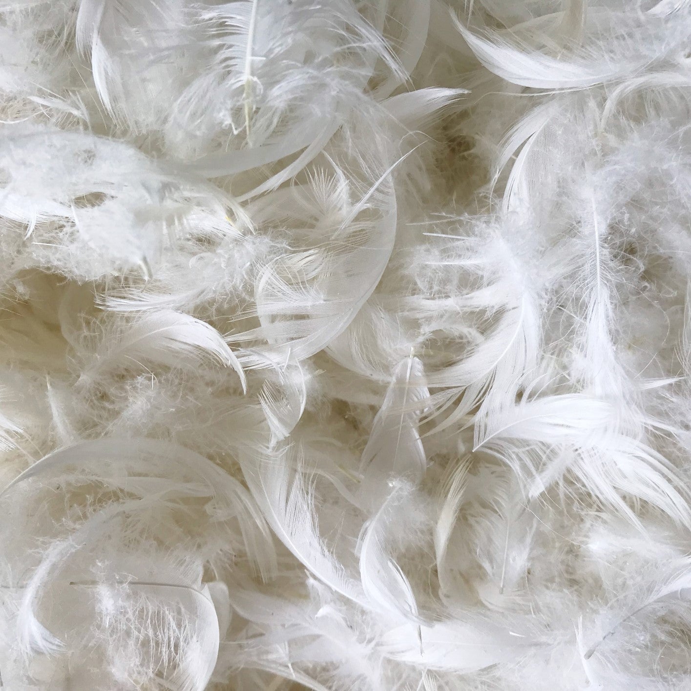 Euro Feather Insert 65 x 65cm